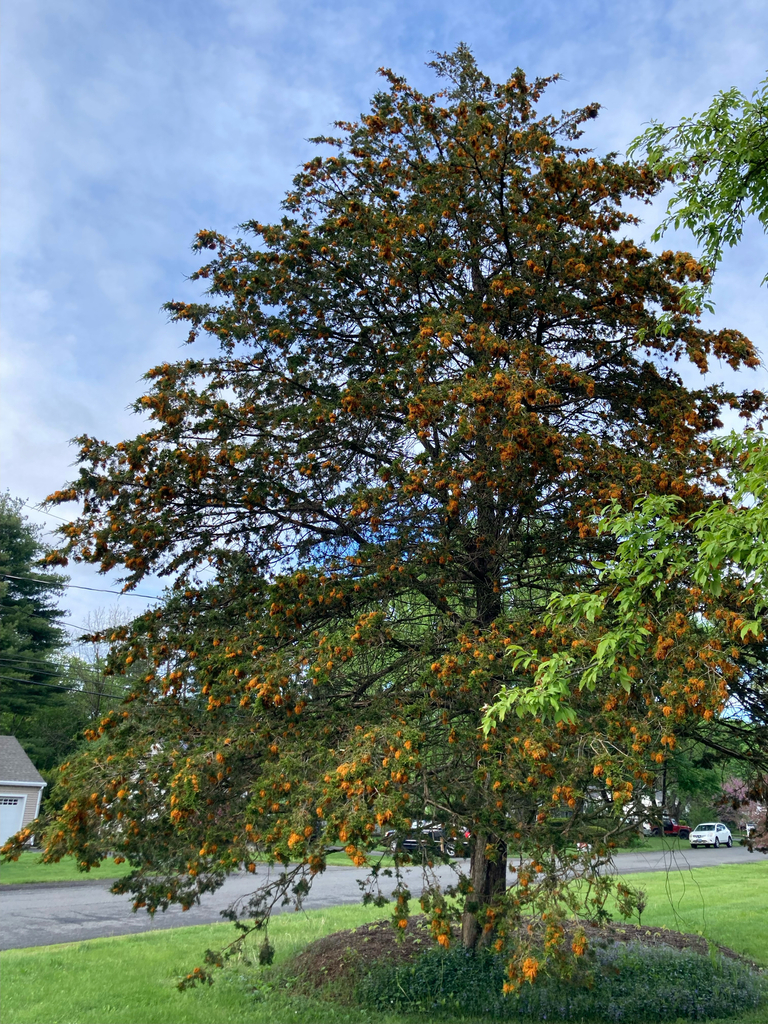 Cedar-apple rust