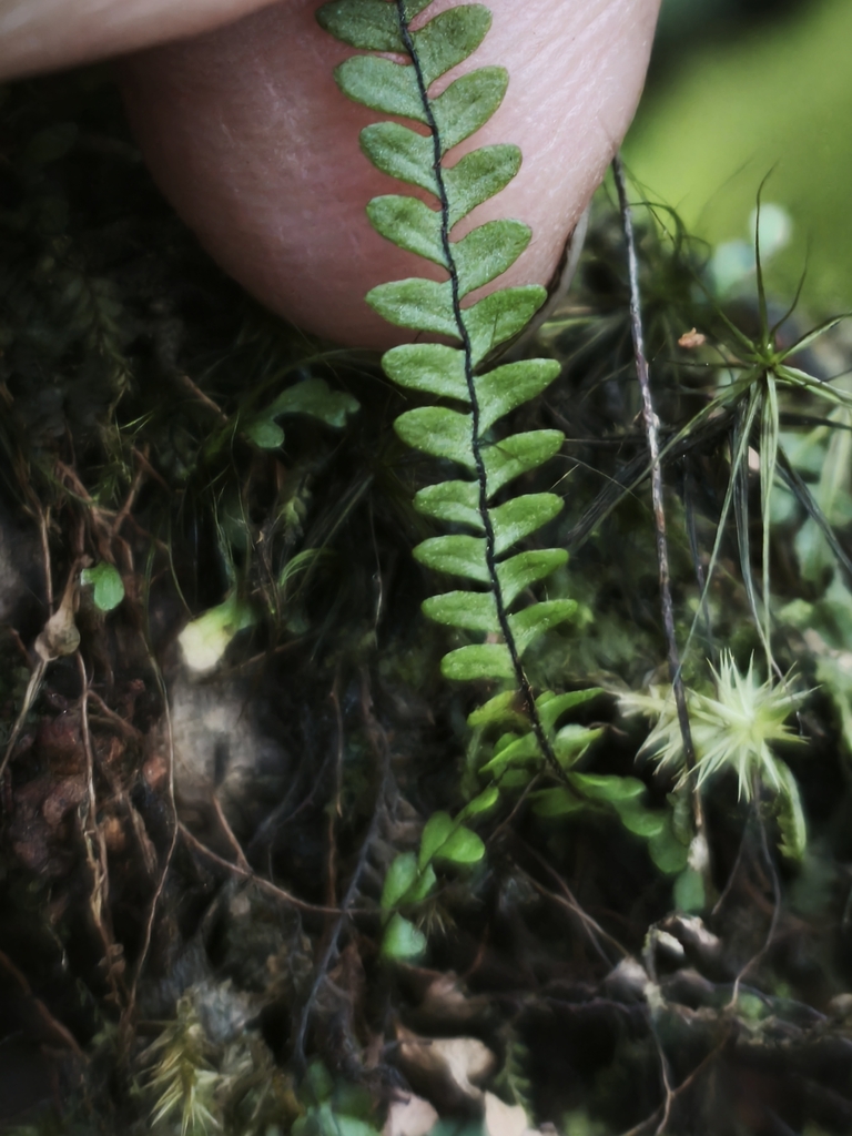 Melpomene melanosticta