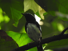 Copsychus luzoniensis