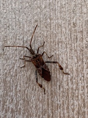 Leptoglossus occidentalis