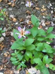 Tricyrtis
