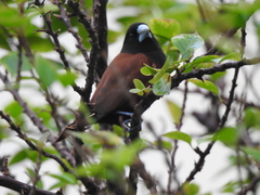 Lonchura atricapilla