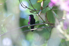 Anthracothorax mango