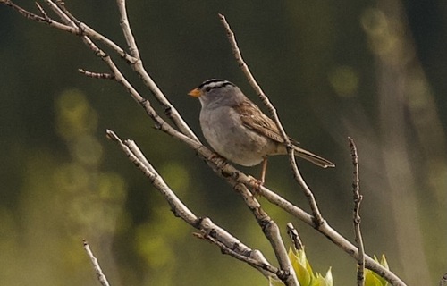 White-crowned Sparrow photographed in Alaska
