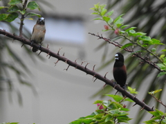 Lonchura atricapilla