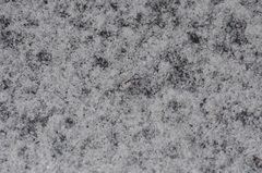 Ellipsoptera gratiosa