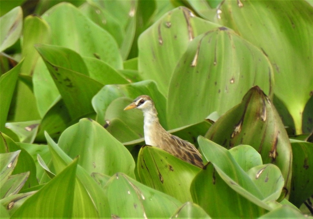 White-browed Crake