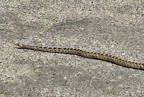 iNaturalist observation photo of Great Basin Gopher Snake