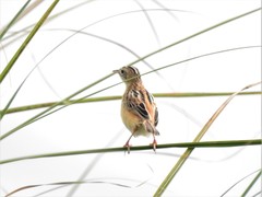 Cisticola juncidis
