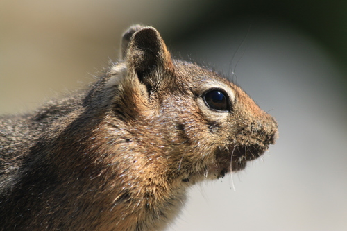 Cascade Golden-mantled Ground Squirrel