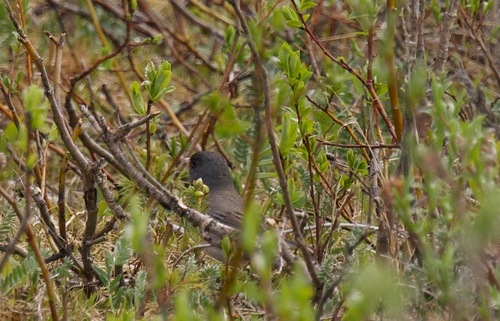 Dark-eyed Junco photographed in Alaska