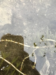 Trepobates subnitidus