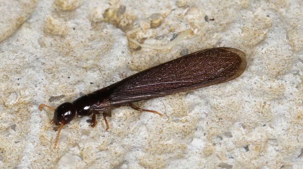 Ceratokalotermes