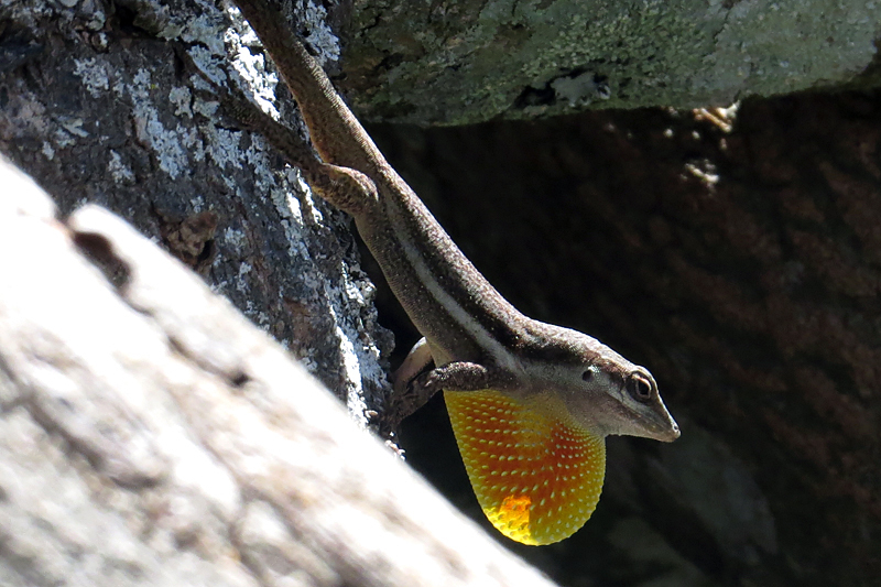 Bluefields Anole
