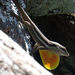 Bluefields Anole - Photo (c) Paul Bowyer, some rights reserved (CC BY-NC), uploaded by Paul Bowyer