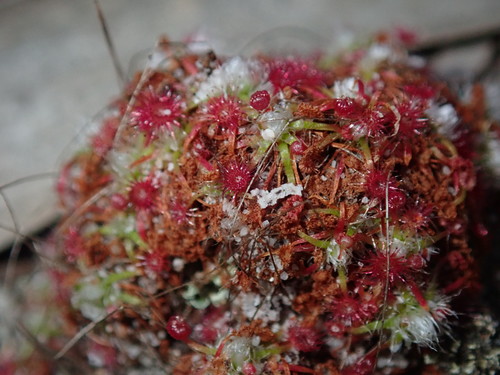 Drosera pygmaea