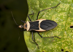 Zelurus circumcinctus