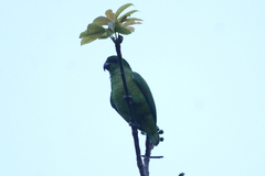 Amazona agilis