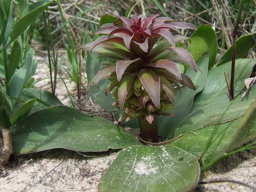 Eucomis regia (L.) L'Hér.