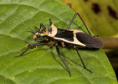 Zelurus circumcinctus