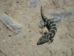Abronia oaxacae