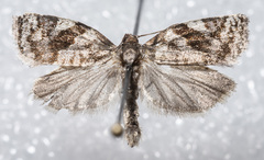Archips mortuana