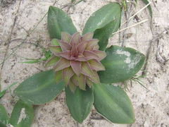 Eucomis regia