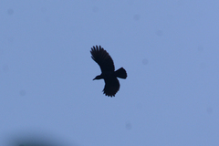 Corvus jamaicensis