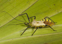 Zelus armillatus