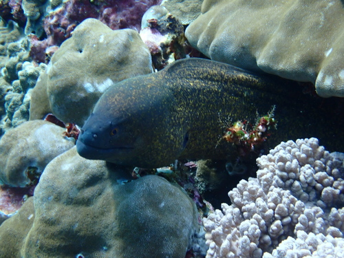Yellowmargin Moray (Gymnothorax flavimarginatus)