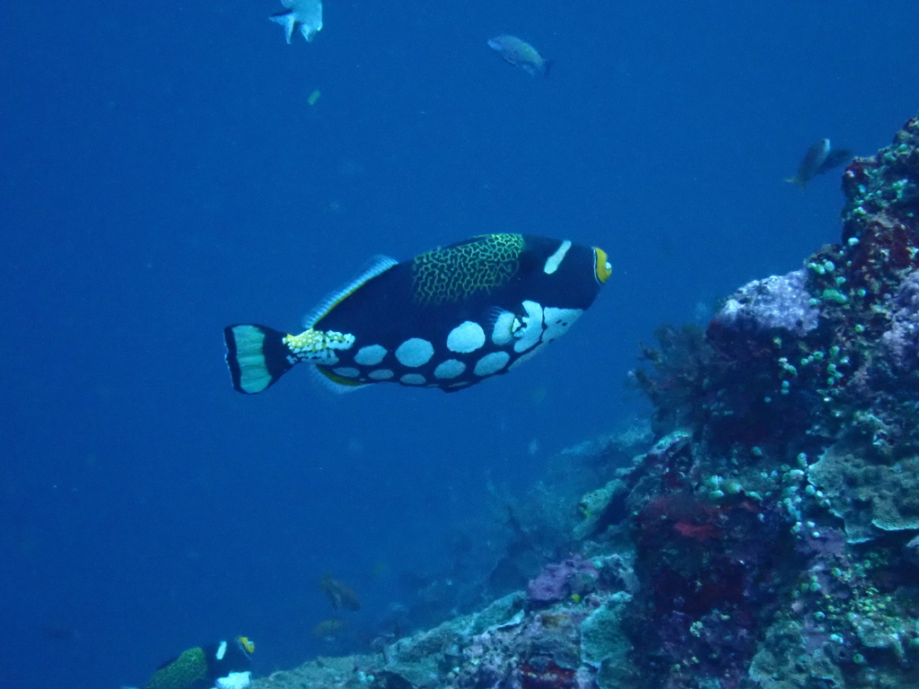 Clown triggerfish