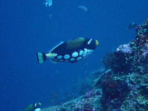 Clown Triggerfish (Balistoides conspicillum)
