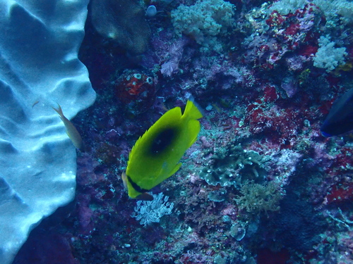Mirror Butterflyfish (Chaetodon speculum)