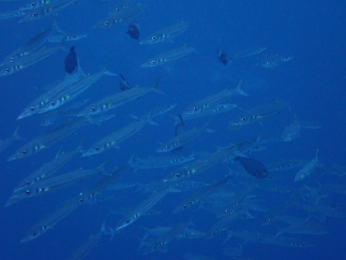 Bigeye barracuda