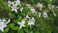 Rhododendron arborescens