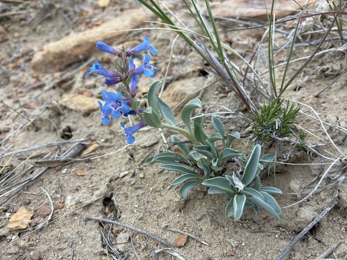 Sand Penstemon (Penstemon arenicola)