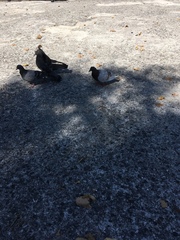Columba livia domestica