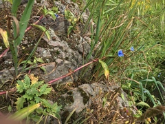 Commelina fasciculata