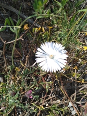Lampranthus leipoldtii