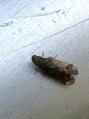 Fulgoromorpha
