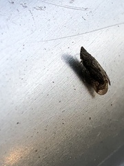 Fulgoromorpha