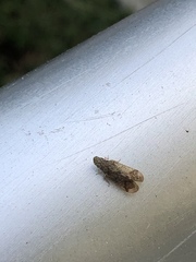 Fulgoromorpha