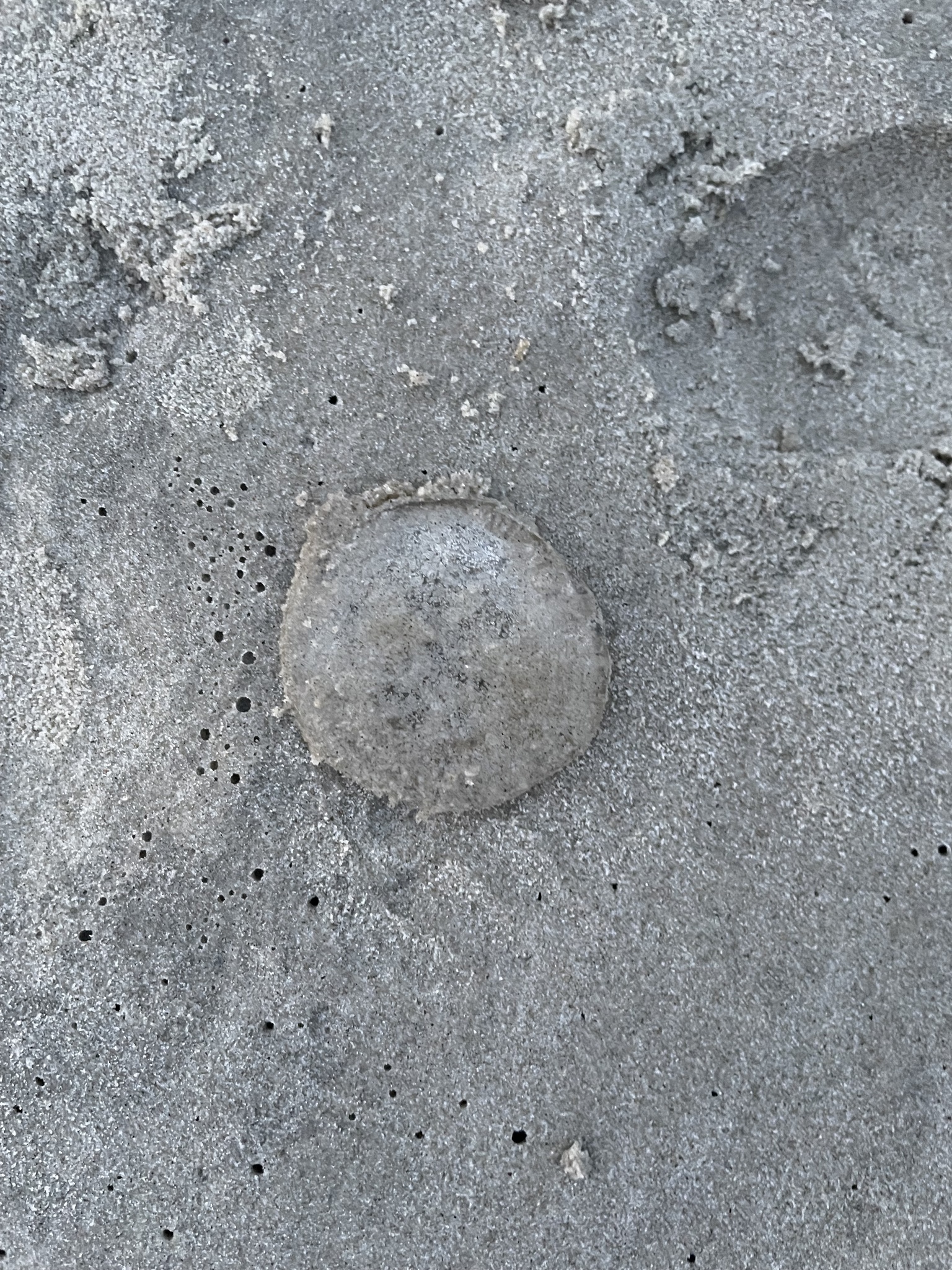 Rhacostoma atlanticum L.Agassiz, 1851