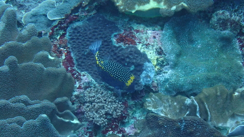 Spotted Boxfish (Ostracion meleagris)