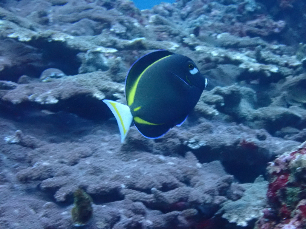 Whitecheek Surgeonfish (Acanthurus nigricans) — recorded at Batu Lumbung (Manta Point)