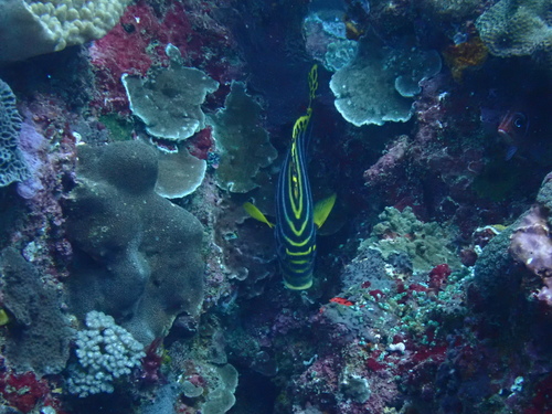 Oriental Sweetlips (Plectorhinchus vittatus)