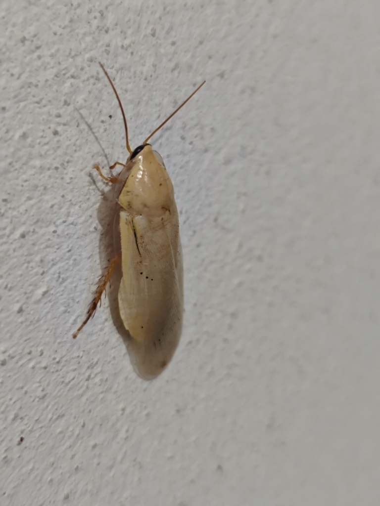Panchlora mexicana
