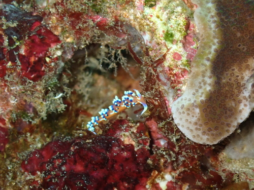 Indian Caloria (Caloria indica)