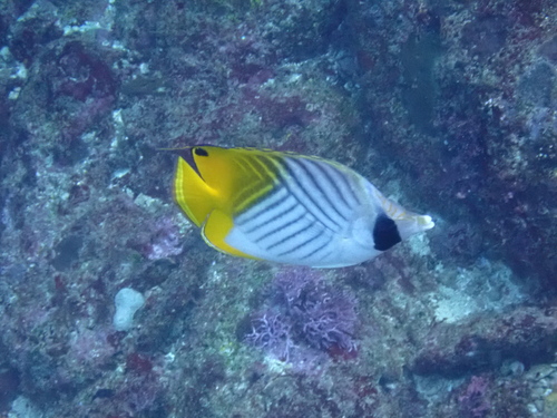 Threadfin Butterflyfish (Chaetodon auriga)