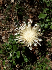 Carlina acaulis